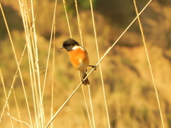 Saxicola maurus