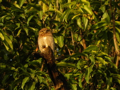 Glaucidium radiatum