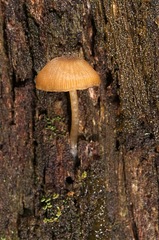 Entoloma readiae