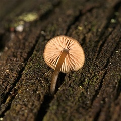 Entoloma readiae