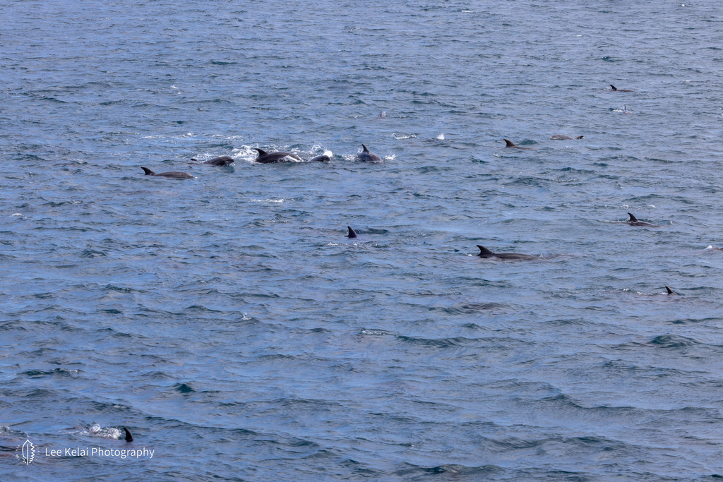 Tursiops truncatus<br>30 November, 2023
