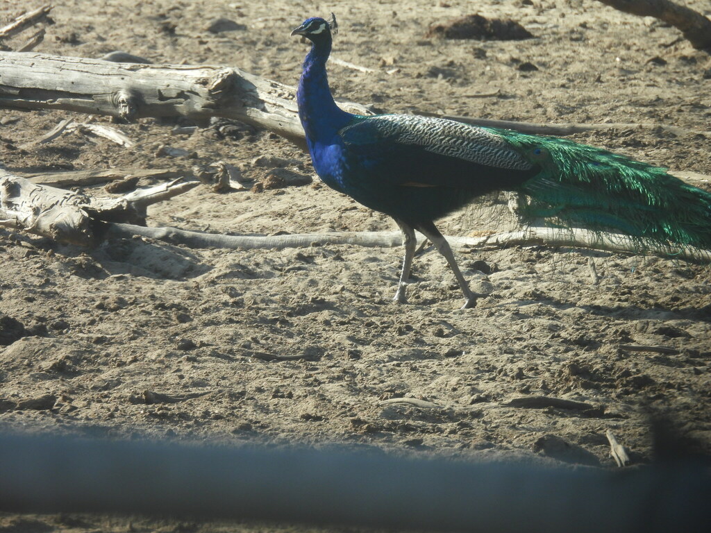 인도공작 from 890碧山 on 2024년 12월 30일 (월) at 09:37 오전 by roarlan · iNaturalist 인도공작 (Pavo cristatus)