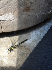 Anotogaster sieboldii