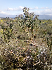 Leucadendron lanigerum laevigatum