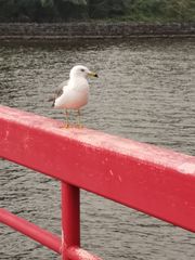 Larus crassirostris