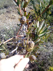Leucadendron lanigerum laevigatum
