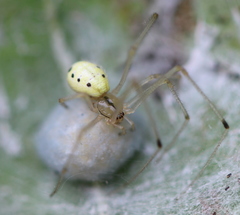Enoplognatha ovata