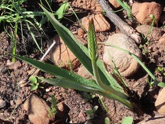 Tritoniopsis antholyza