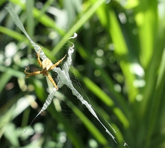 Argiope aetheroides