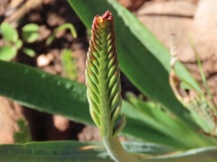 Tritoniopsis antholyza