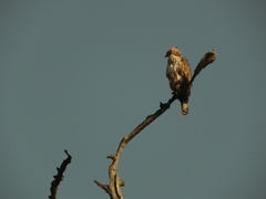 Nisaetus cirrhatus
