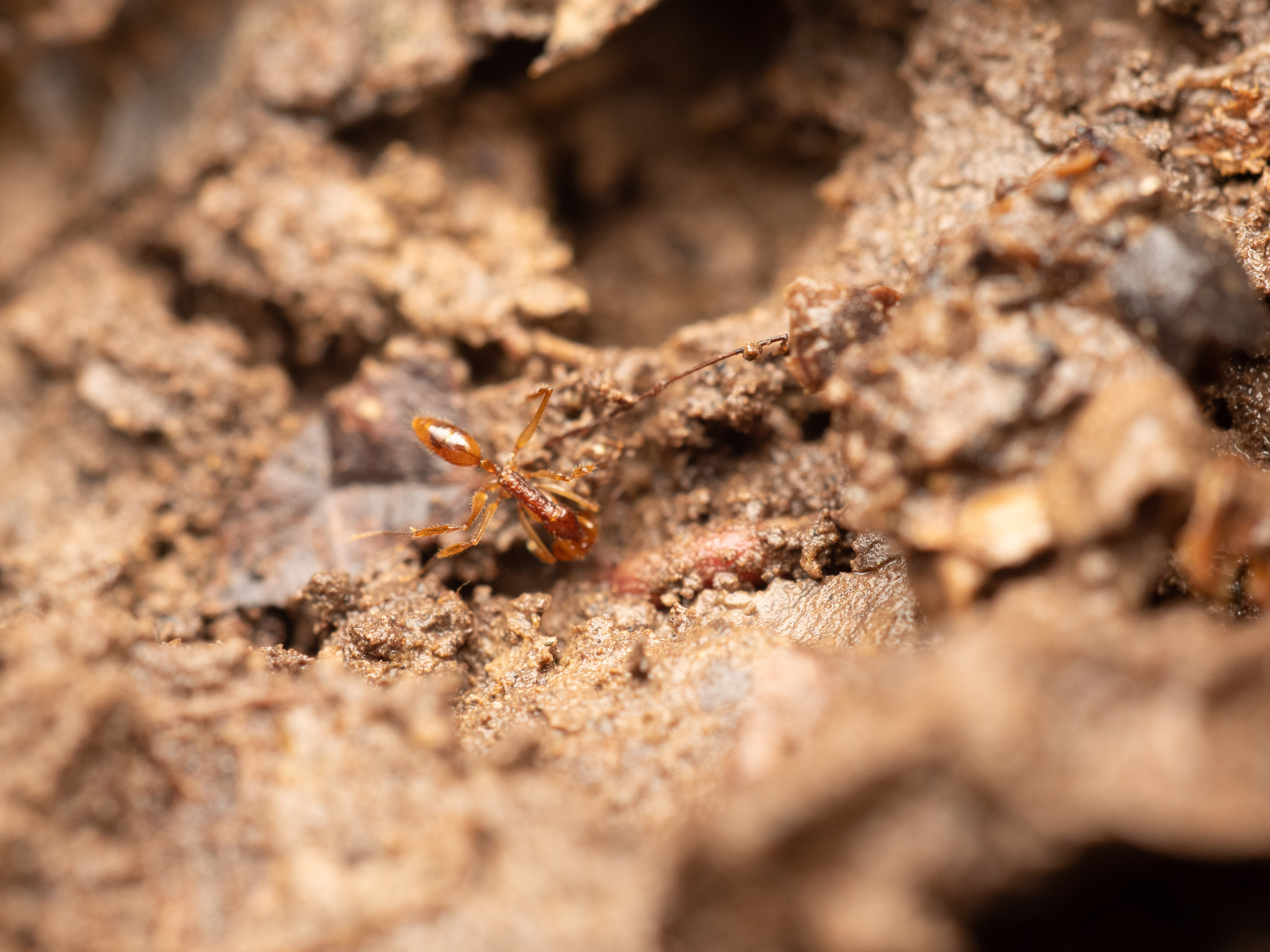 Anochetus tua