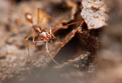 Anochetus tuaAnochetus tua