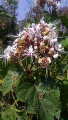Clerodendrum infortunatum