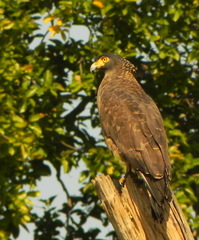 Spilornis cheela