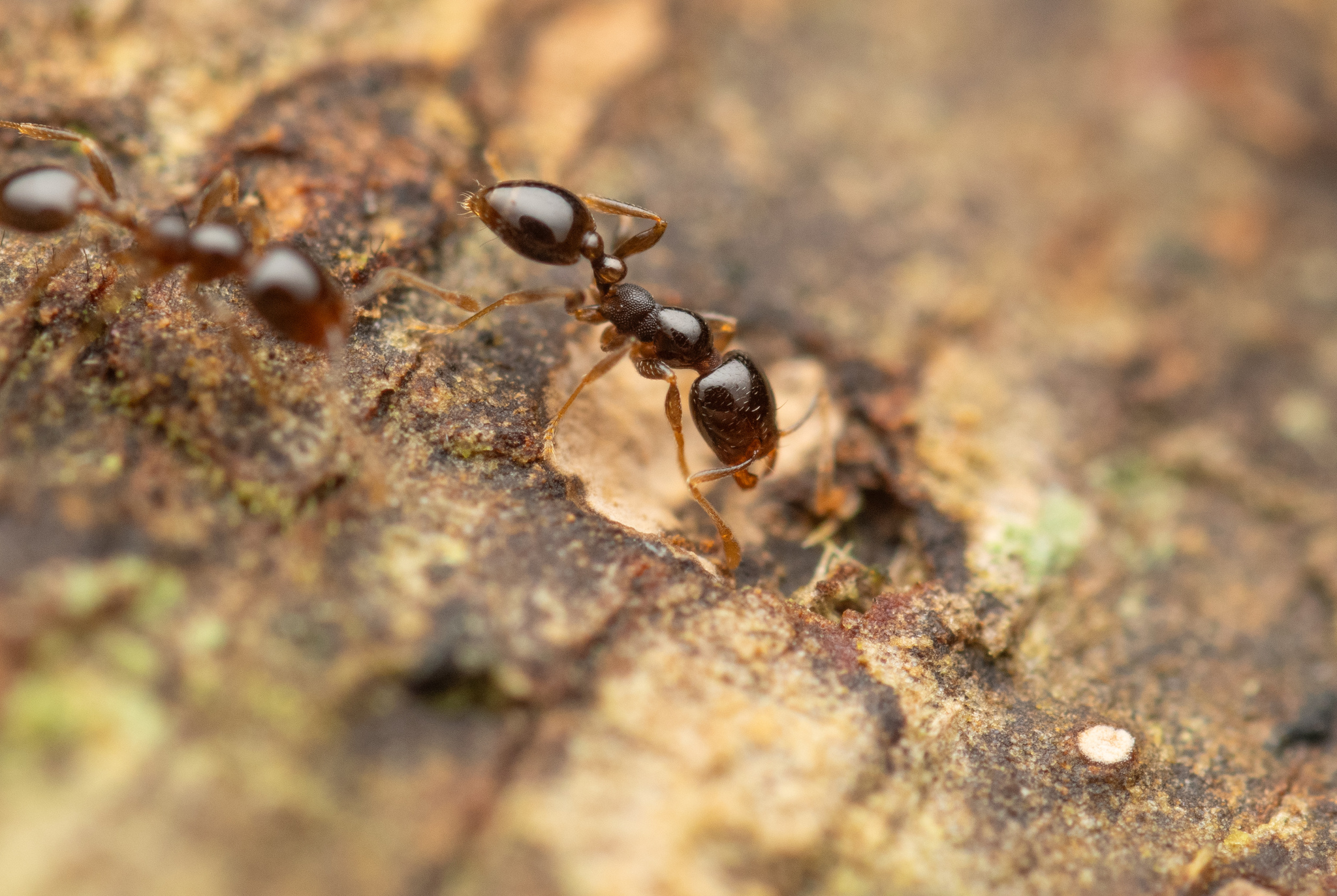 Carebara pygmaea