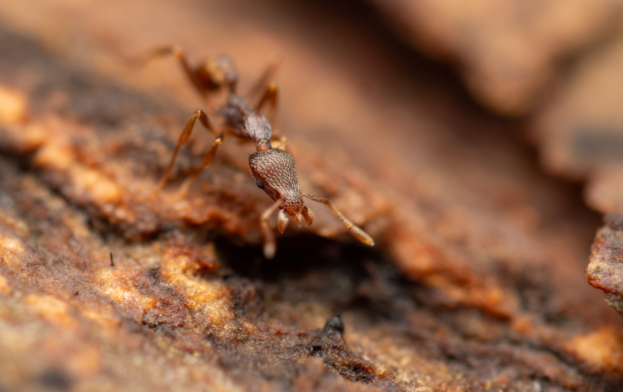 Strumigenys megaera