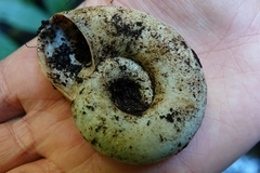 Pedinogyra rotabilis