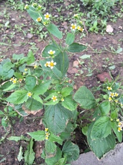 Galinsoga quadriradiata