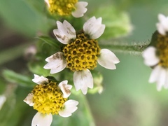 Galinsoga quadriradiata