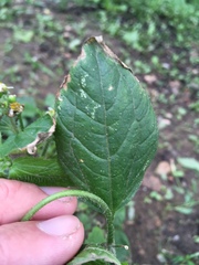 Galinsoga quadriradiata