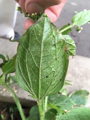 Galinsoga quadriradiata