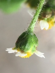 Galinsoga quadriradiata