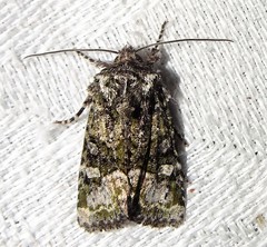 Lacinipolia olivacea