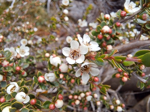 Image of Alpine Tea-Tree (Leptospermum rupestre) by (c) Corey O'Brien, some rights reserved (CC BY)