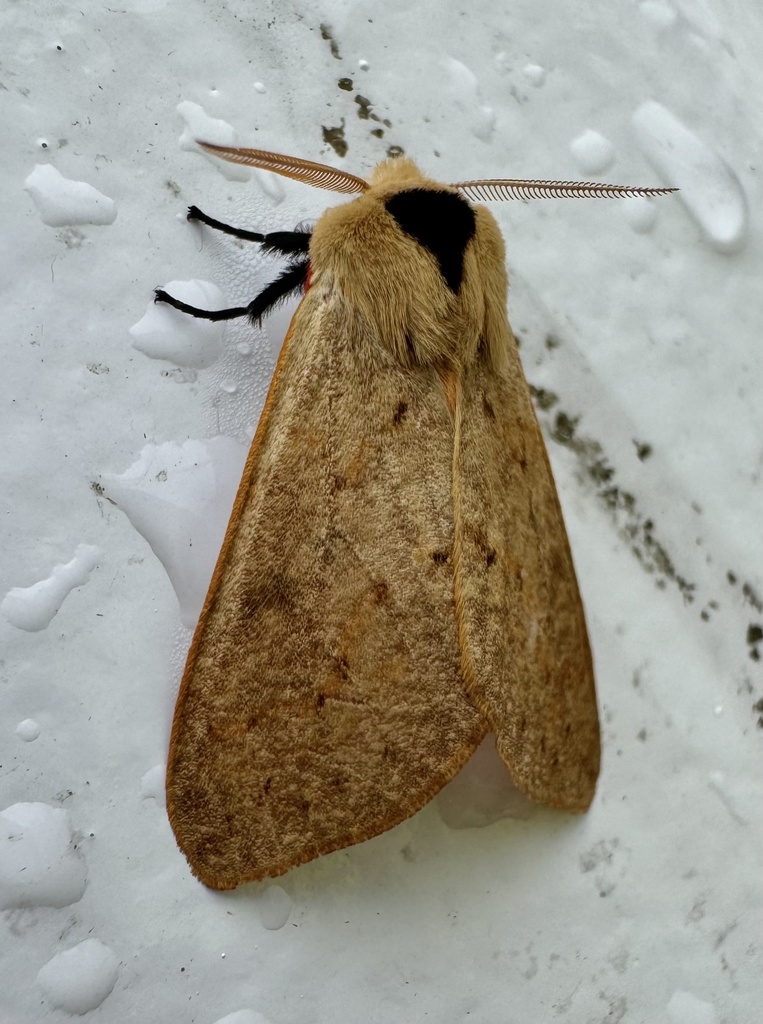 Spilosoma nana