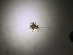 Ceuthophilus hesperus