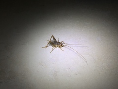 Ceuthophilus hesperus