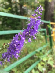 Veronica longifolia