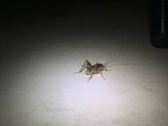 Ceuthophilus hesperus