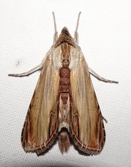 Cucullia convexipennis
