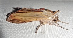 Cucullia convexipennis