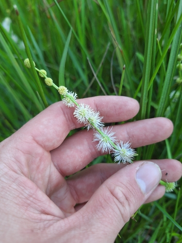 Burr-reed (Sparganium subglobosum)