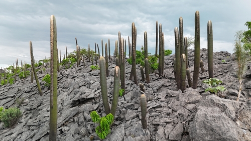 Coleocephalocereus neoestevesii
