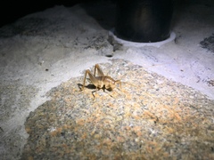 Ceuthophilus hesperus