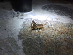 Ceuthophilus hesperus