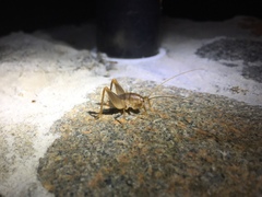 Ceuthophilus hesperus