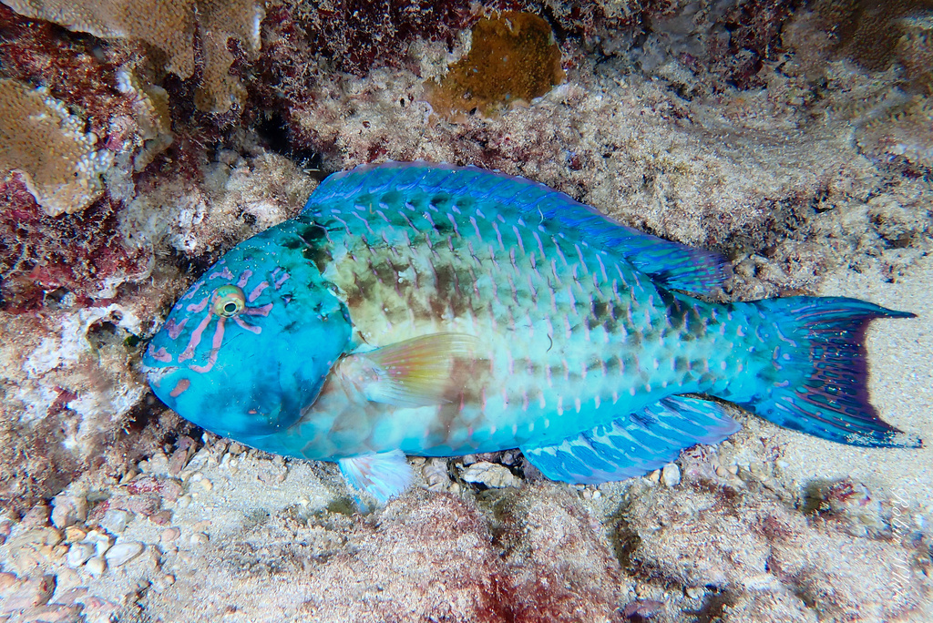 Carolines parrotfish