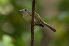 Tolmomyias flavotectus