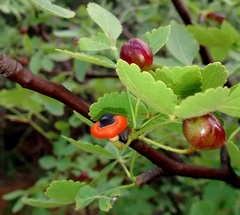 Bursera linanoe