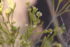 Calytrix brownii