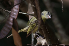 Tolmomyias flavotectus