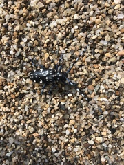 Anoplophora chinensis