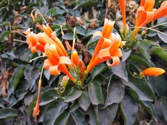 Pyrostegia venusta