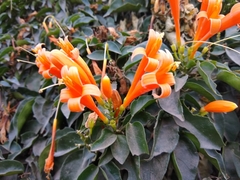 Pyrostegia venusta