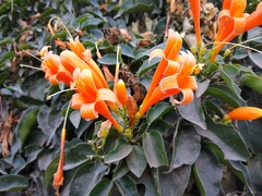 Pyrostegia venusta
